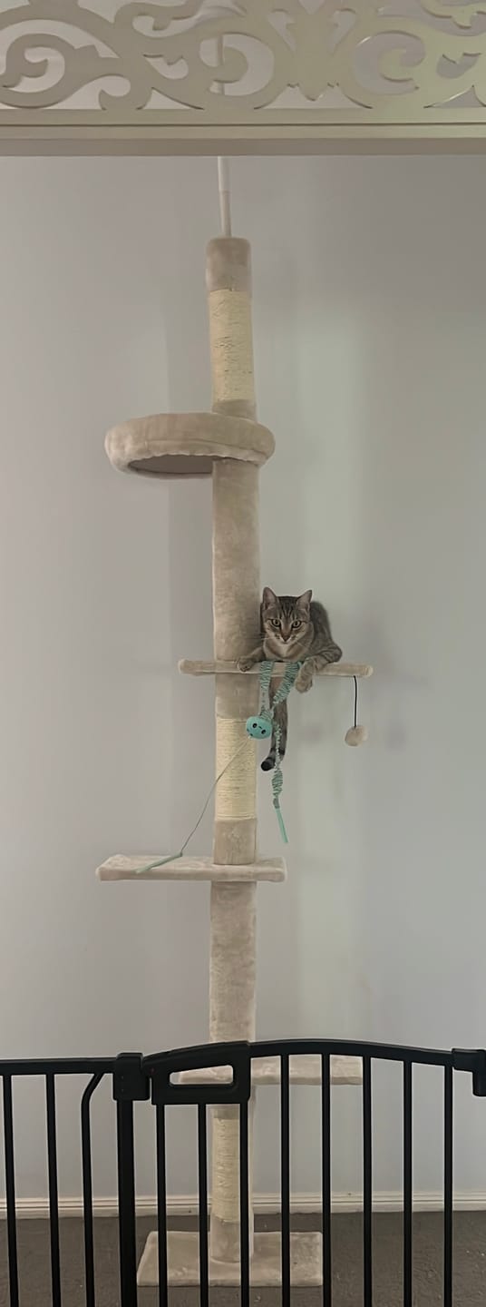 Customer photo review of Floor to Ceiling Cat Tree 230-275cm