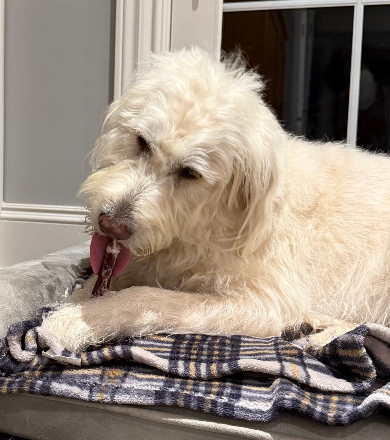 Customer photo review of 6 Inch Jumbo Bully Stick