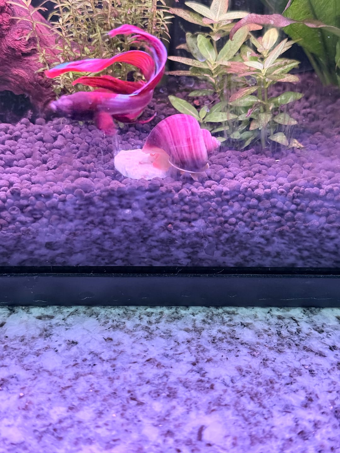 Customer photo review of Magenta Mystery Snail