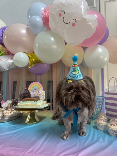Customer photo review of Standard Personalized Dog Party Pack