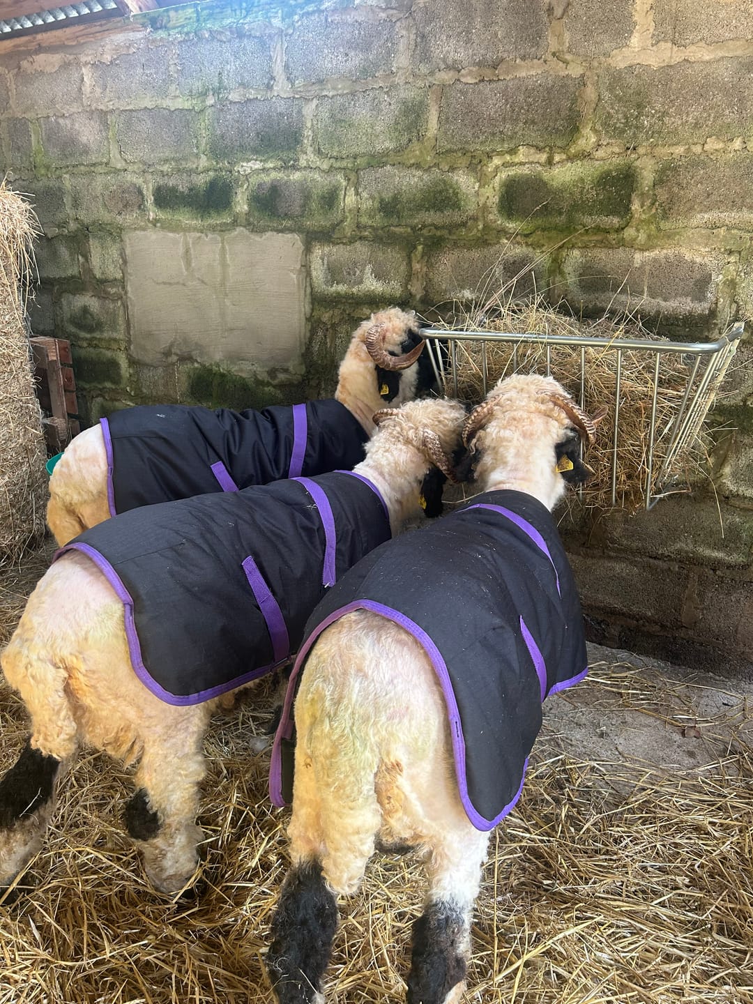 Customer photo review of Sheep Coat | Waterproof
