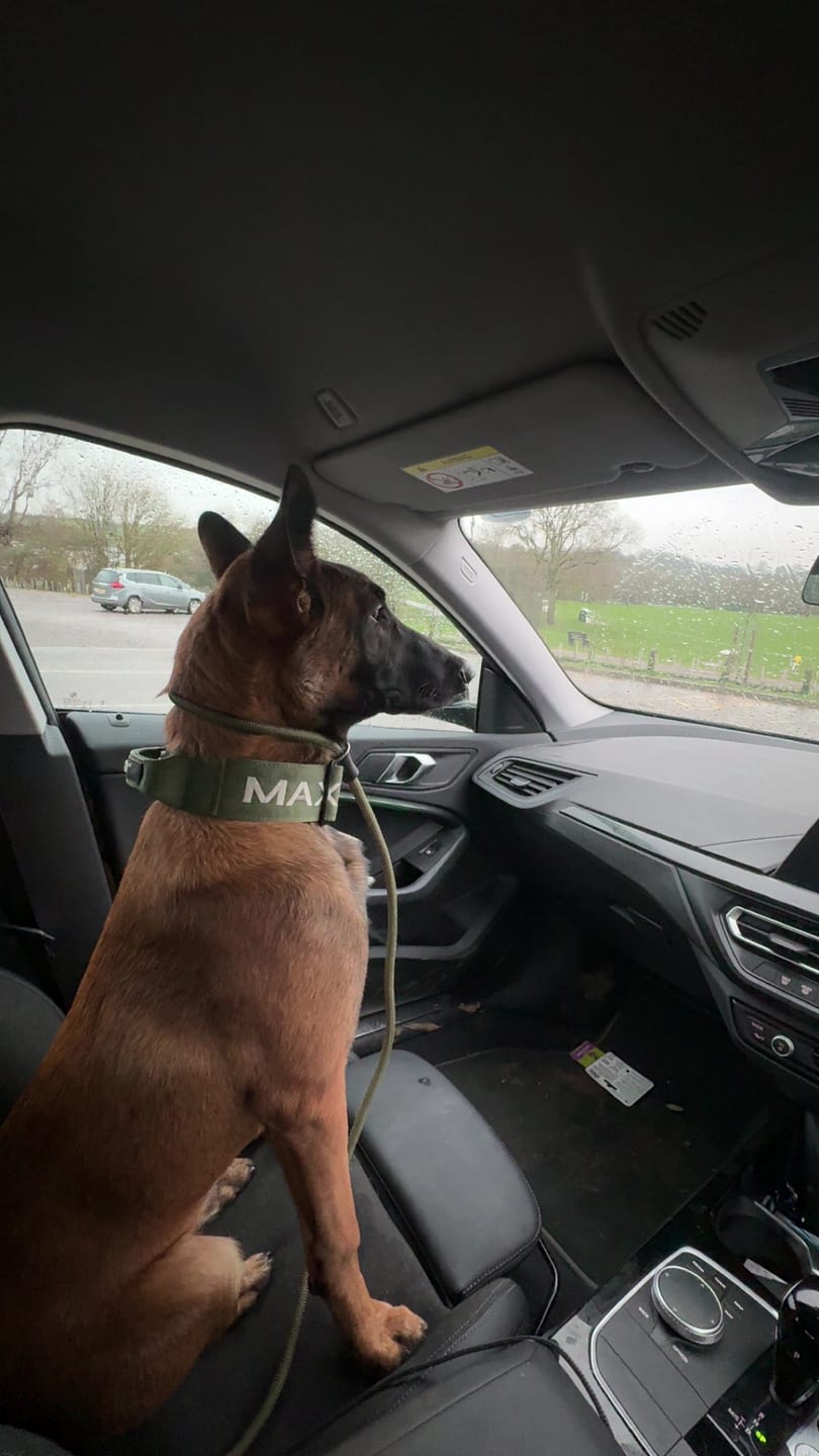 Customer photo review of Bullyion Pro Power ® Dog Collar with Handle Tactical Military Grade 5cm Width