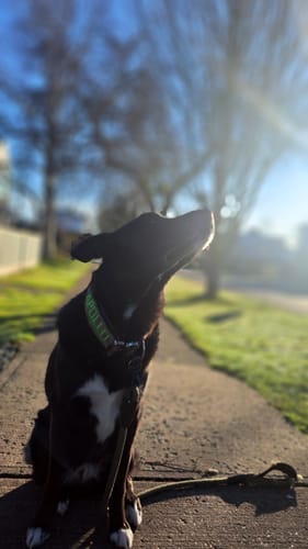 Customer photo review of 2" Tacti Luxe Dog Collar - White Gold - Desert Camo