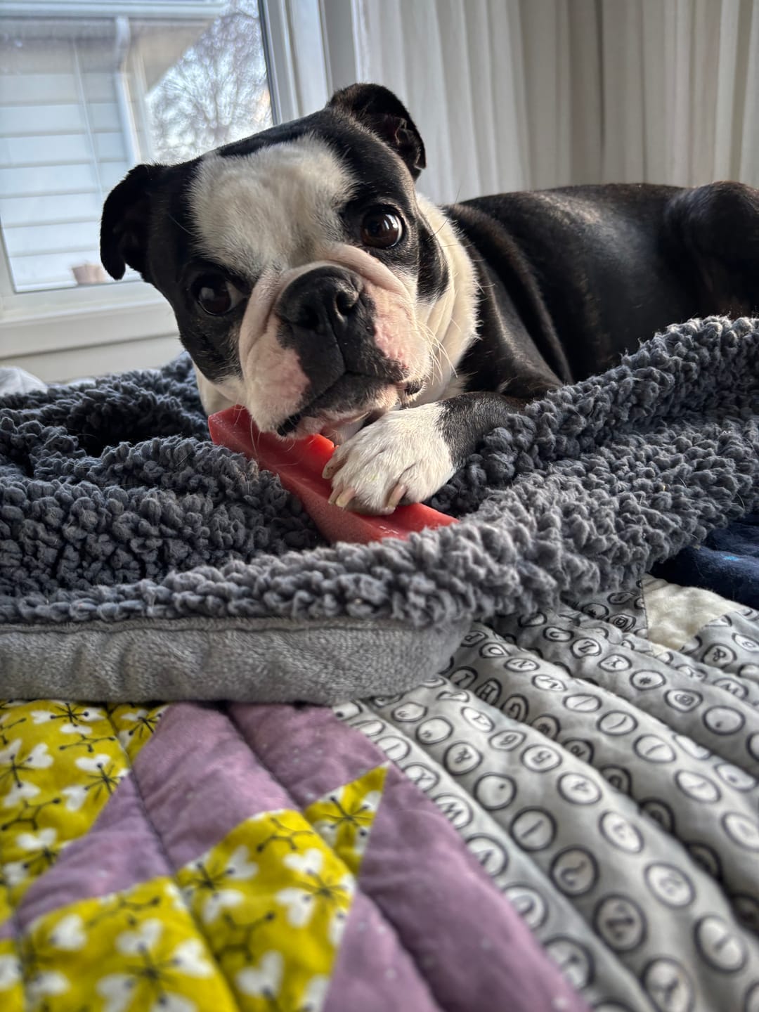 Customer photo review of Strawberry Himalayan Yak Chew (MEDIUM)