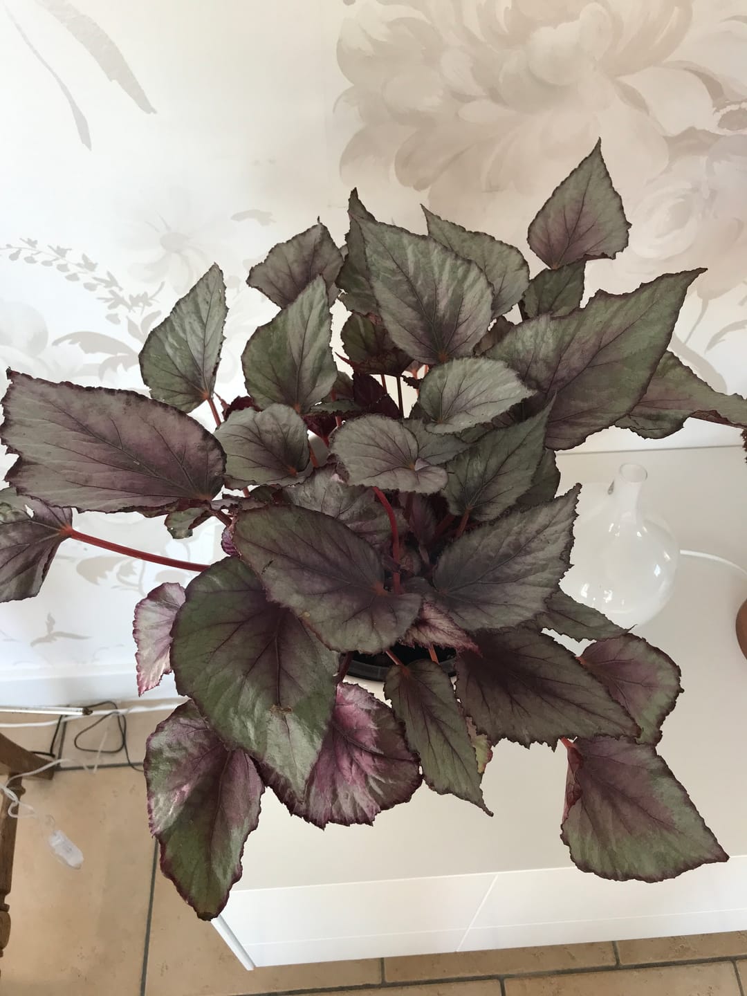 Customer photo review of Calathea & Maranta Mix
