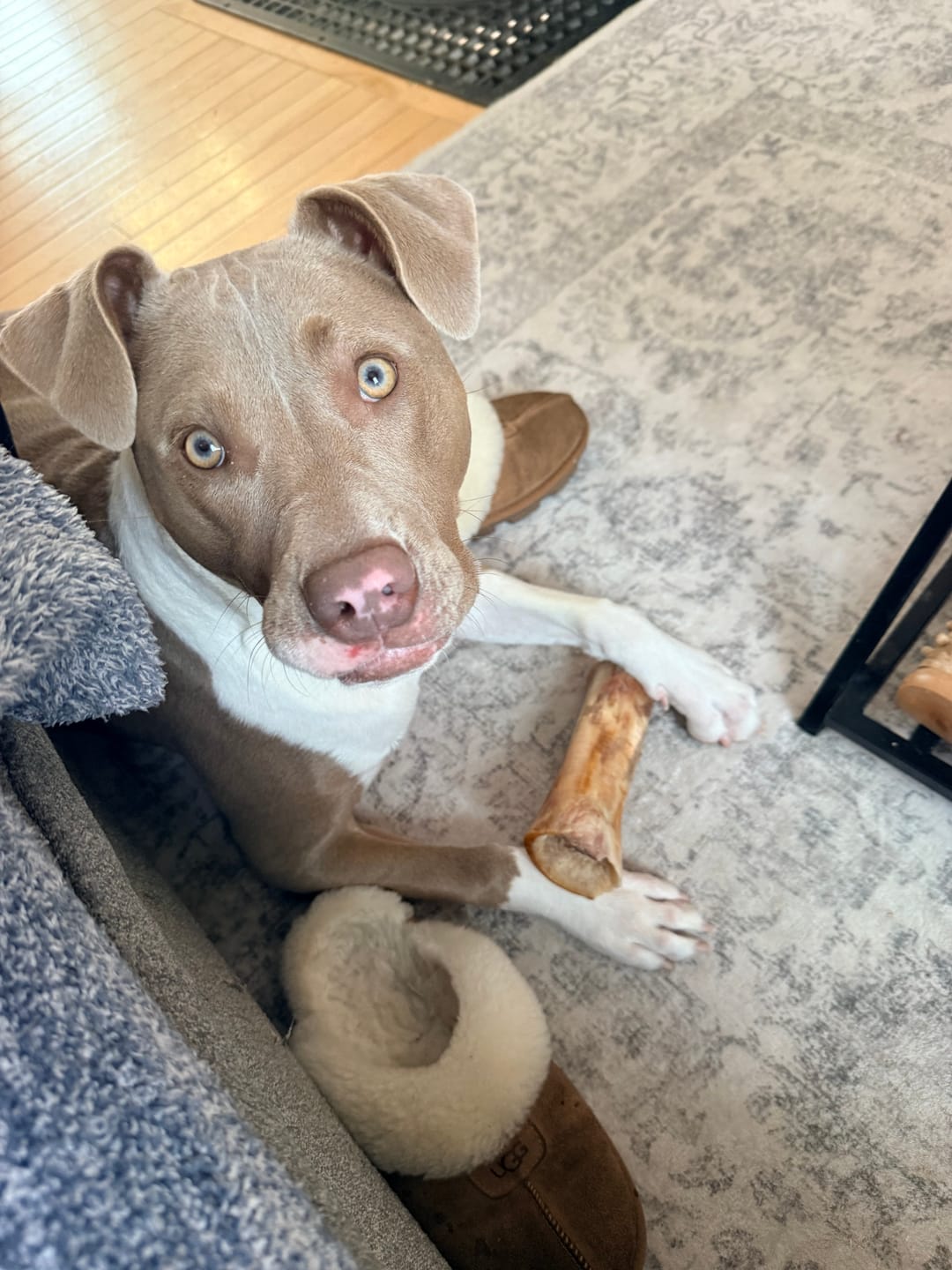 Customer photo review of Large Dog Valentine's Day Love Bundle II (4x 5oz Jerky Bags + 4x LARGE Smoked Marrow Bones)