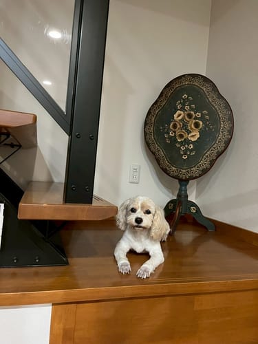 Customer photo review of 本物そっくり♪ペットクッション