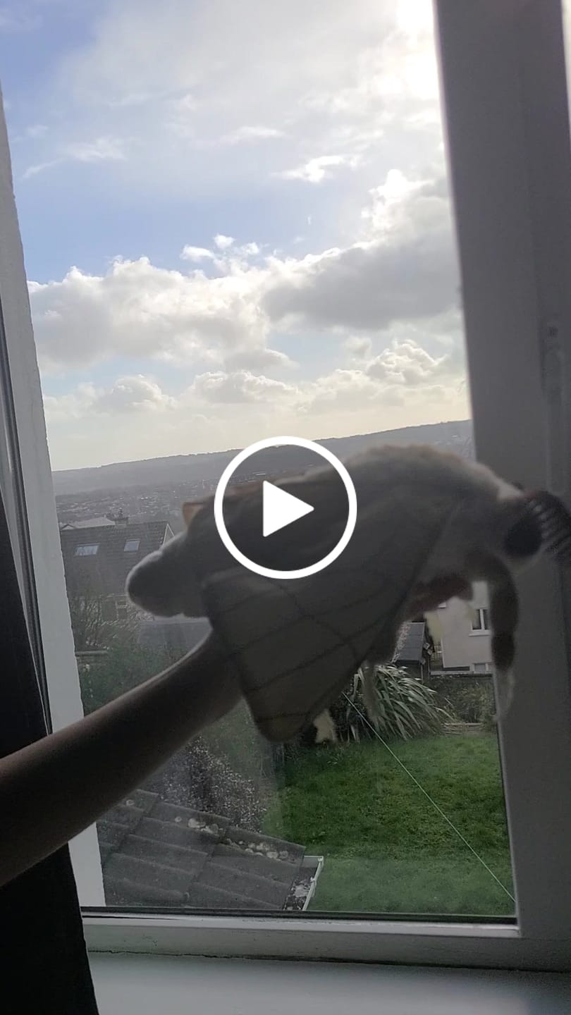 Customer video review of Silk Moth Soft Stuffed Plush Toy