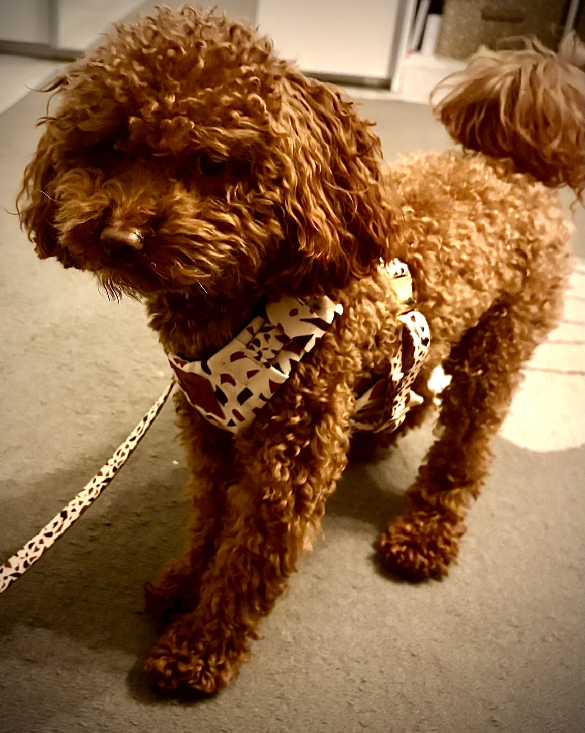 Customer photo review of Szelki bezuciskowe "Brownie Terrazzo" - złote okucia
