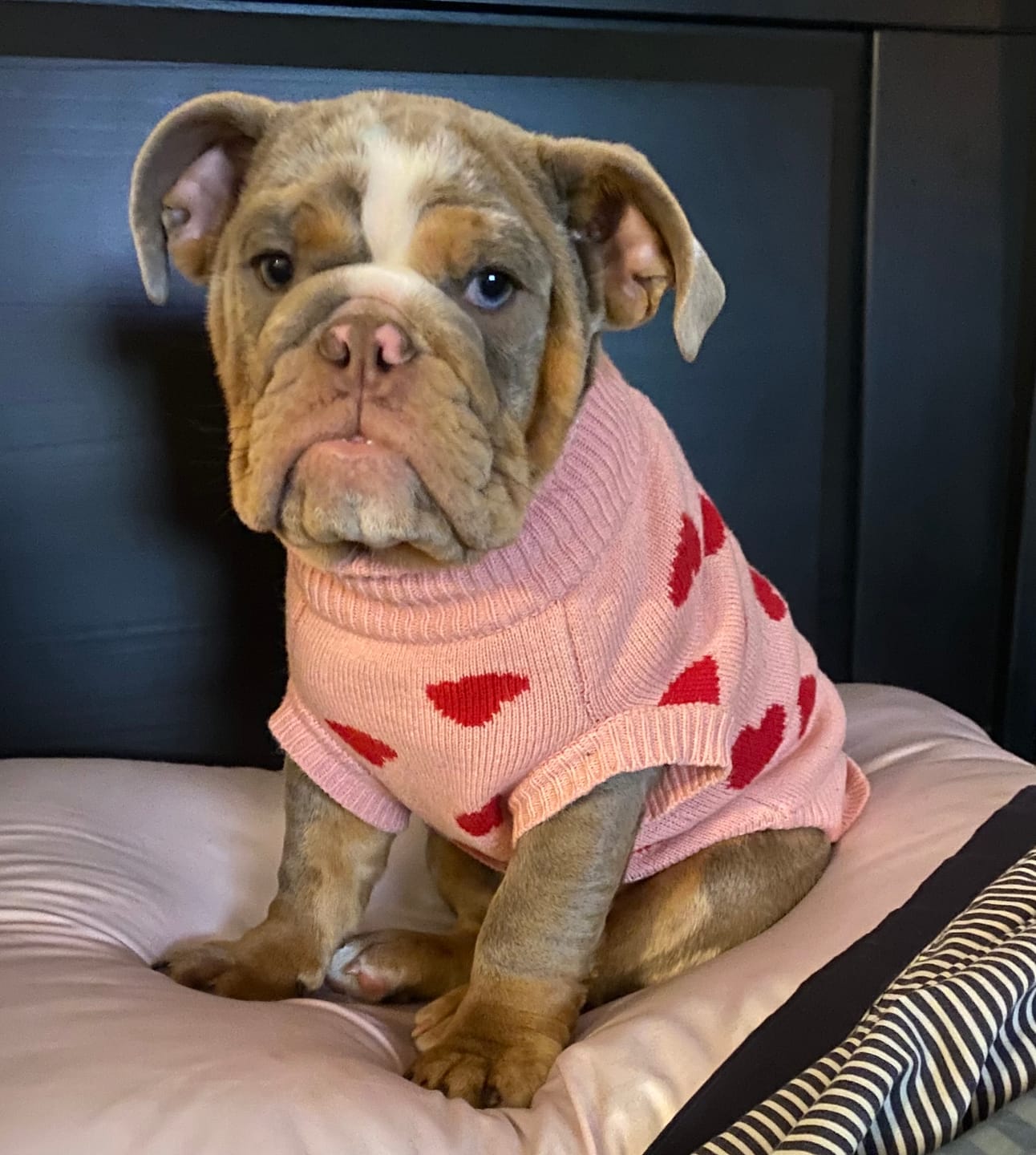 Customer photo review of Hearts Knit Dog Sweater