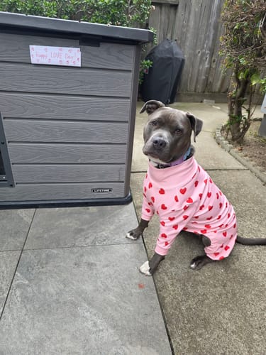 Reviewer's dog sits outside in a Pink Hearts Dog Pajama next to a dog house with a "LOVE Day" sign.