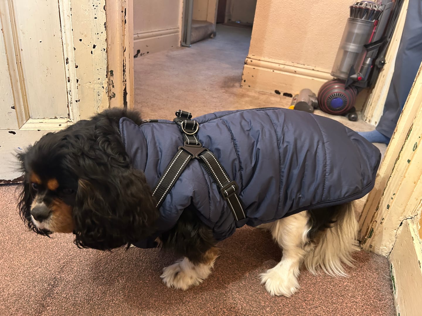 Customer photo review of DoggyKing™ 3 in 1 Jacket
