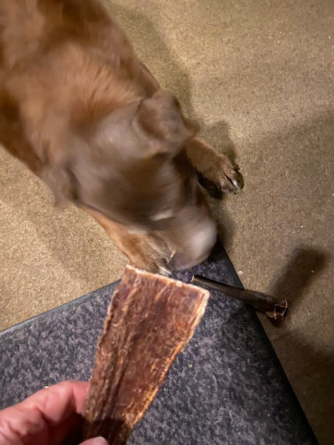 Customer photo review of 12 Inch Beef Jerky Strip