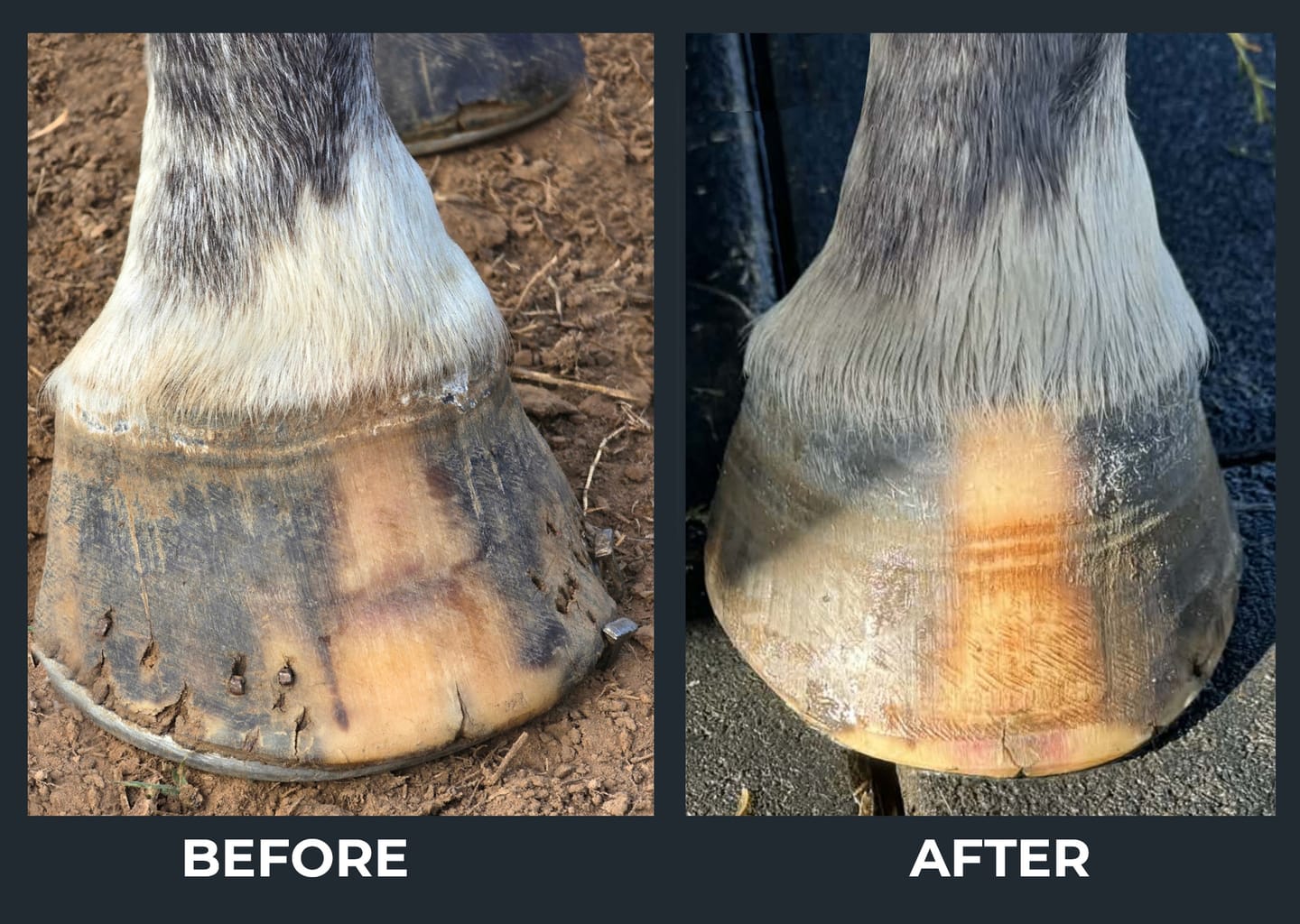 Customer photo review of Hoof Care plus 1.8kg™️