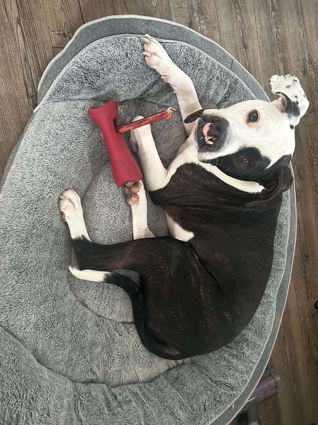Customer photo review of Bully Stick Safety Holder