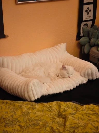 Customer photo review of FELIXCLOUD™ - Mini Canapé Confort Coussin Doux pour Chat