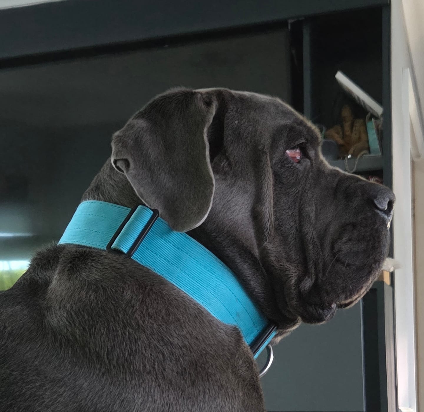 Customer photo review of 5cm Combat® Collar | With Handle & Secure Clip - Light Blue