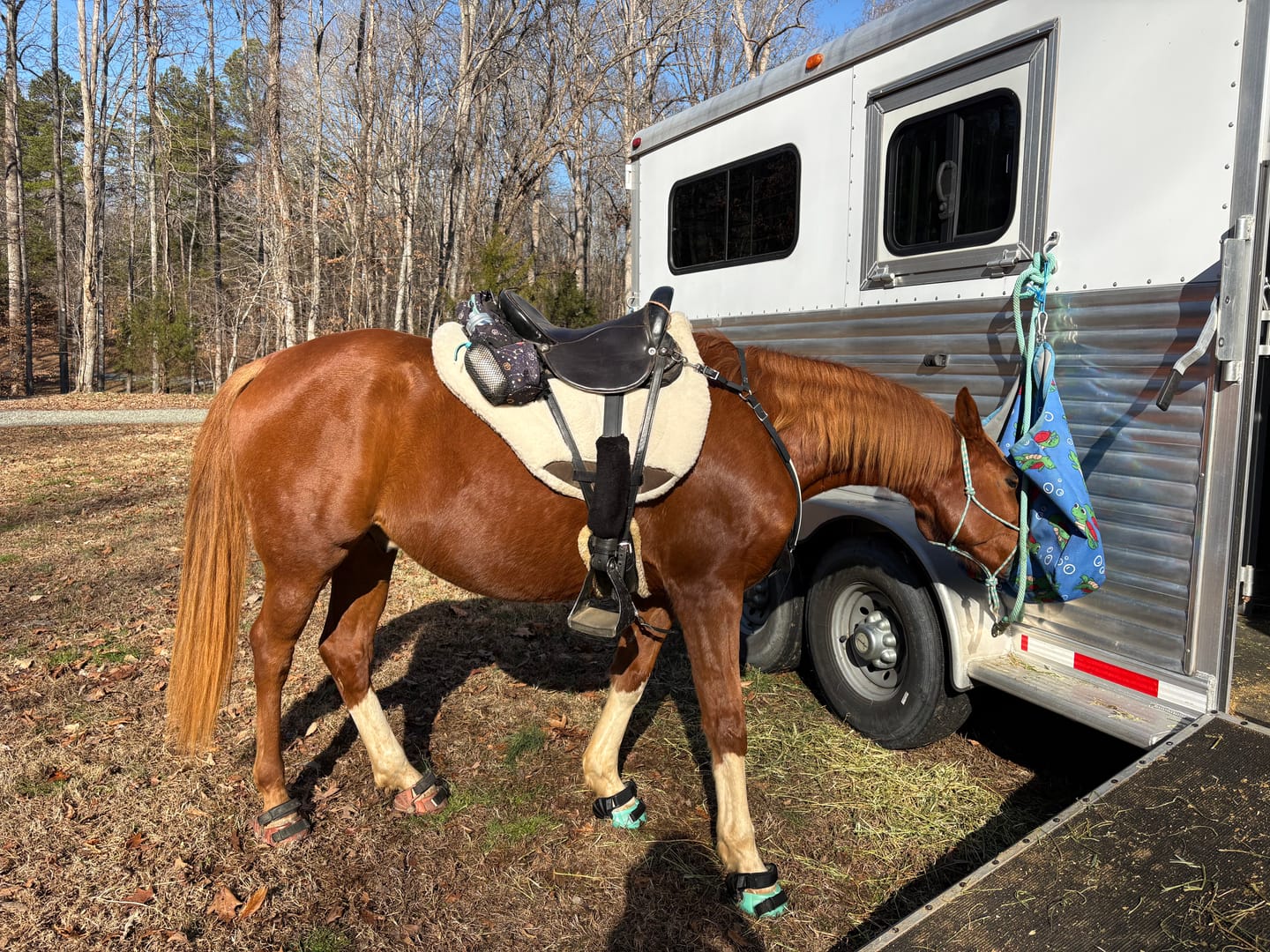 Customer photo review of Renegade® Viper Glow™ Hoof Boot Seconds - Caribbean Dream