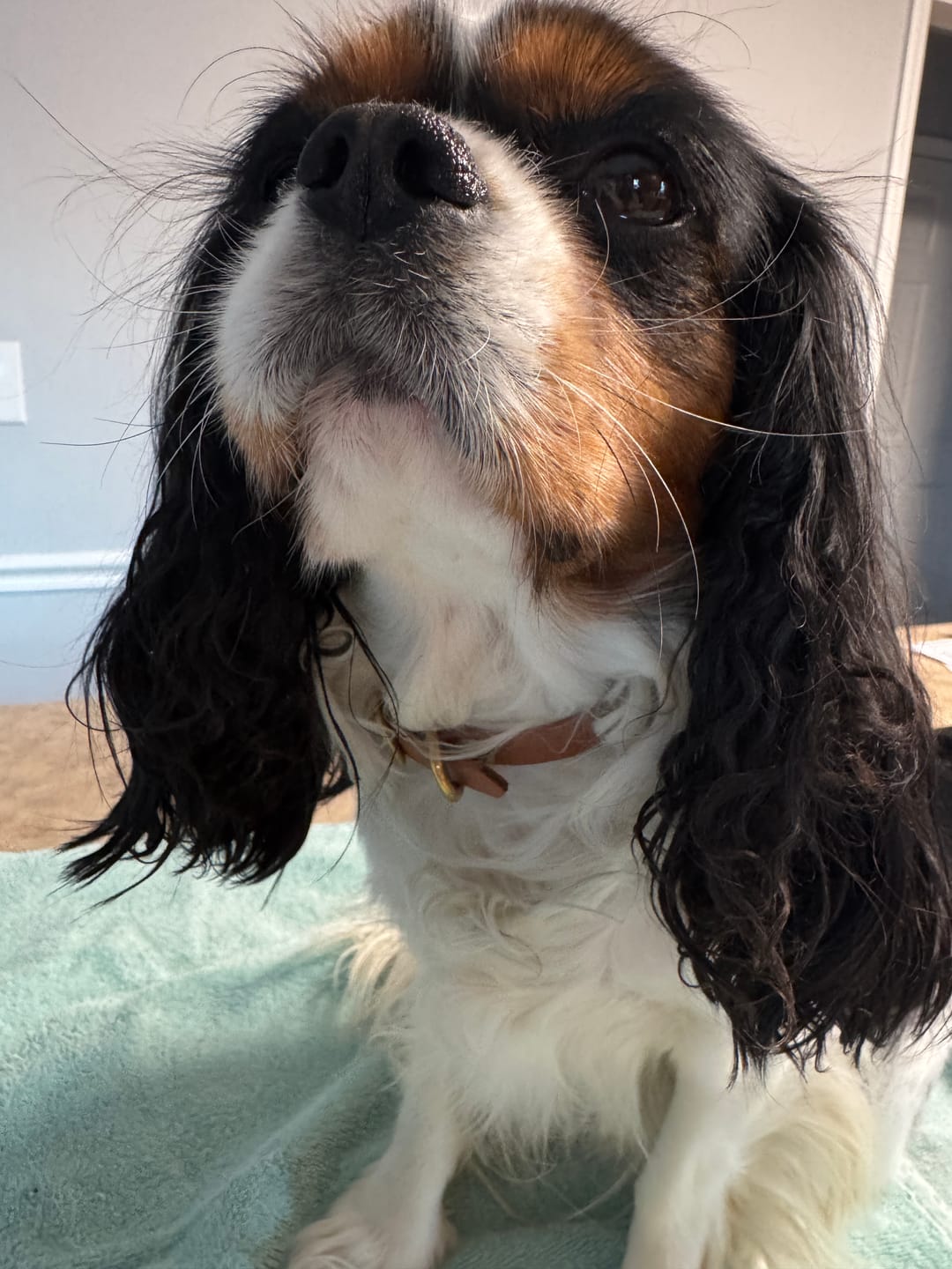 Customer photo review of Katmai Collar