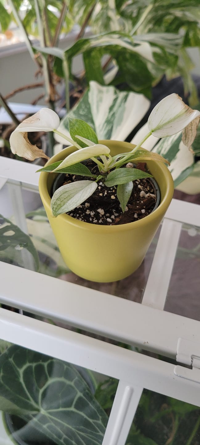 Customer photo review of PHILODENDRON FLORIDA GHOST