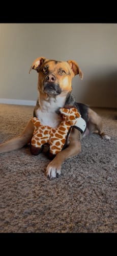 Customer photo review of Tough Plush - Triple Stitch