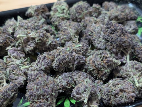 Customer photo review of Granddaddy Purple - 28 Grams - Indica