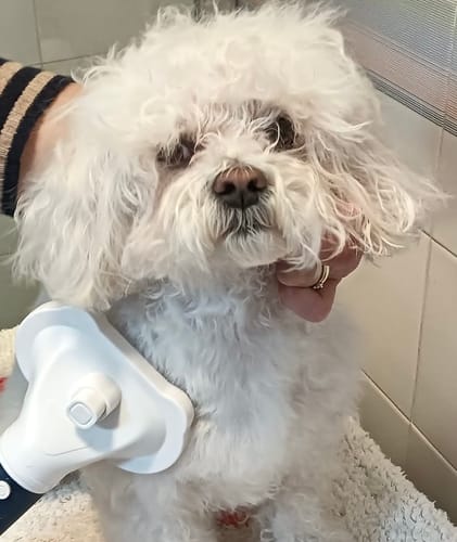 Customer photo review of Sweet Groomer 3 in 1 - Asciugatore & Spazzola
