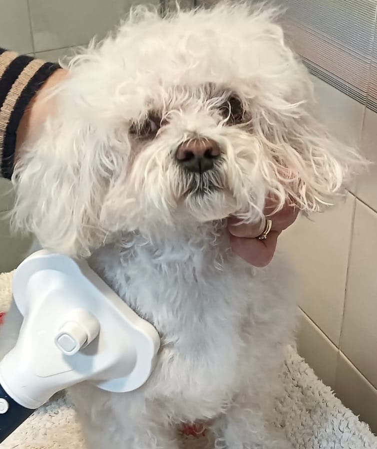Customer photo review of Sweet Groomer 3 in 1 - Asciugatore & Spazzola