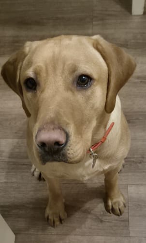 Customer photo review of Vegan Leather Dog Collar - Over-Caffeinated Coral