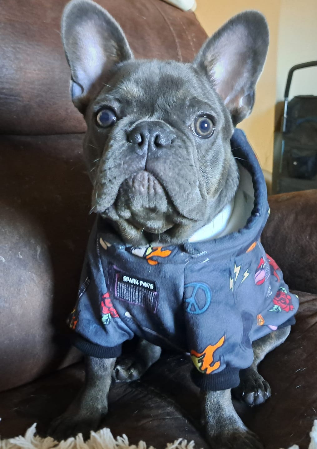 Customer photo review of Rock and Roll Dog Hoodie