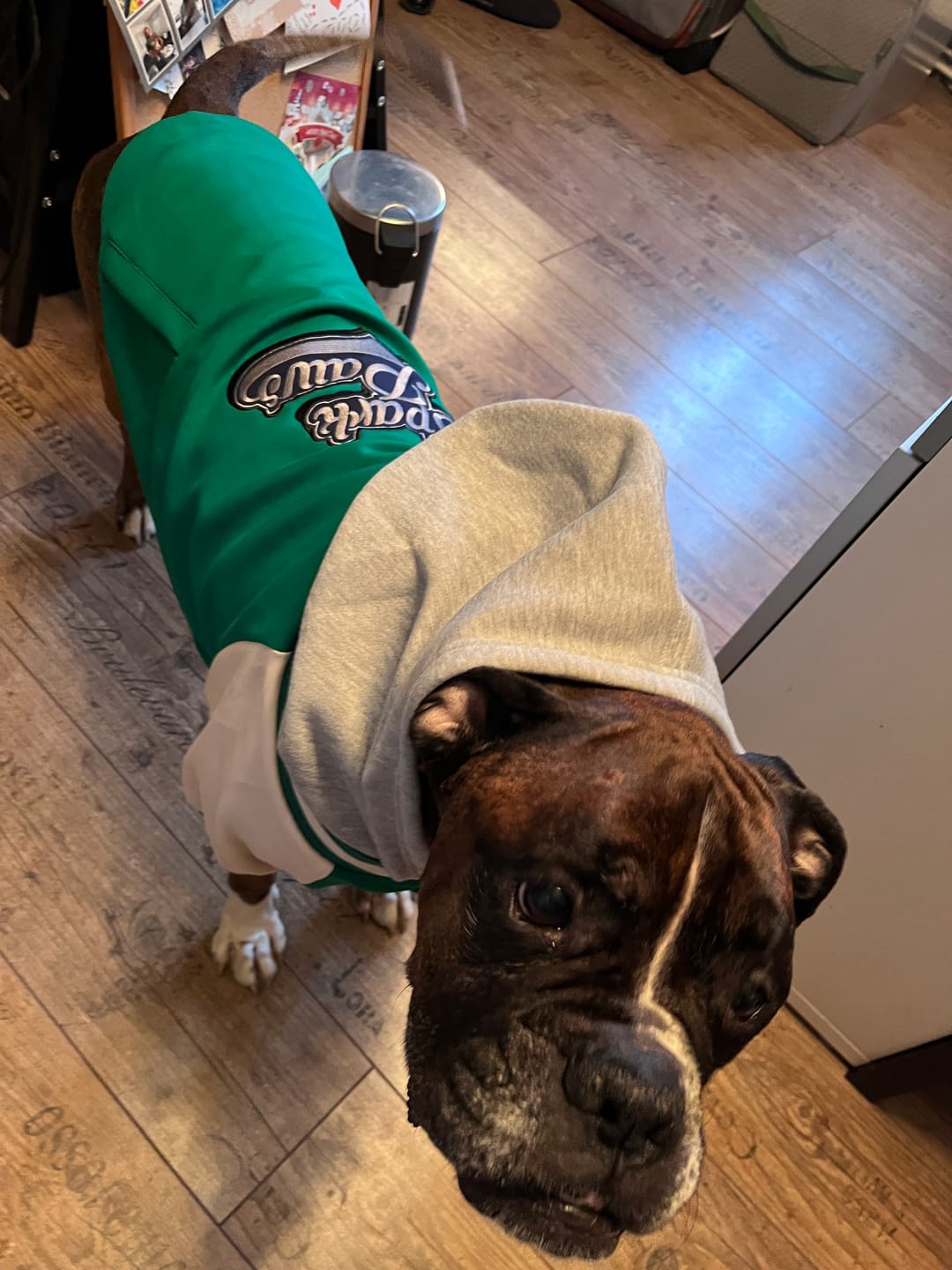 Customer photo review of Dog Varsity Jacket - Green