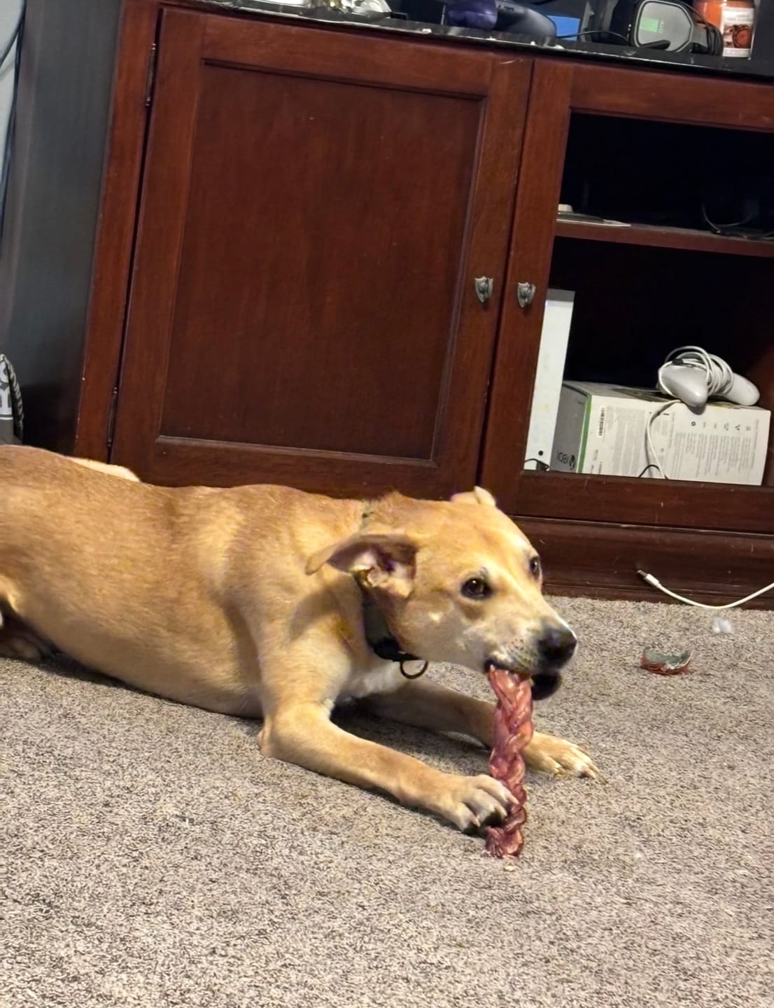 Customer photo review of 12 Inch Thick Braided Bully Stick