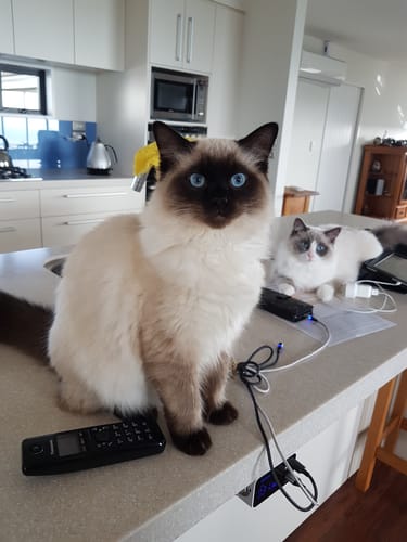 Customer photo review of Fit Litter