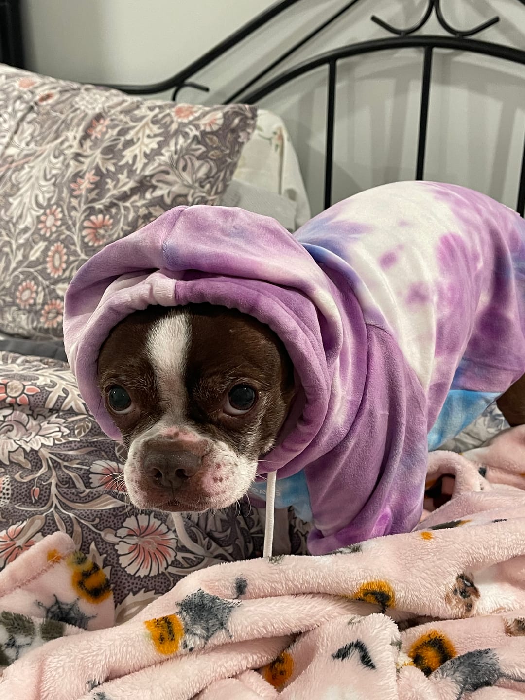 Customer photo review of Velvet Dog Hoodie - 90s Retro