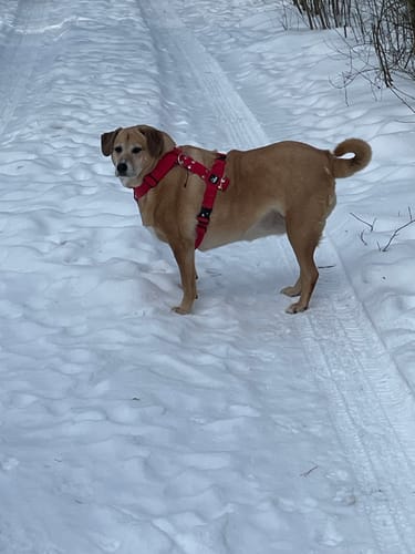 Customer photo review of Szelki z szybką klamrą - Easy Walk Extreme Czerwone