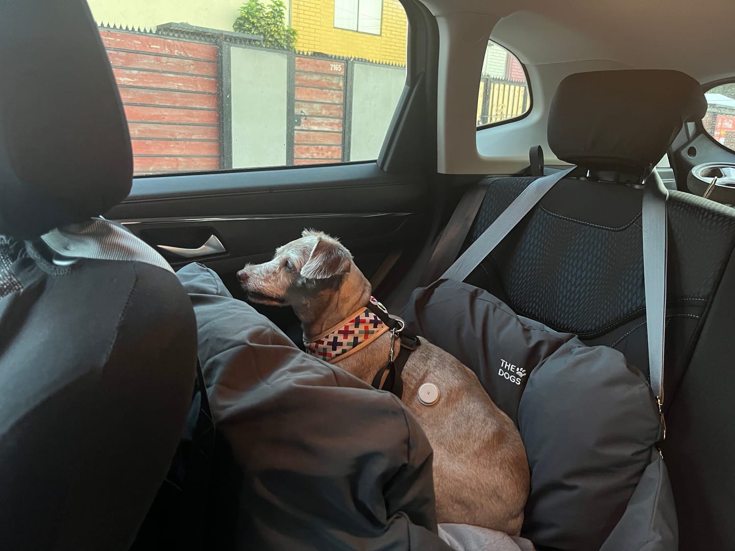 Customer photo review of Asiento Primera Clase THE DOGS — Viajes seguros y cómodos