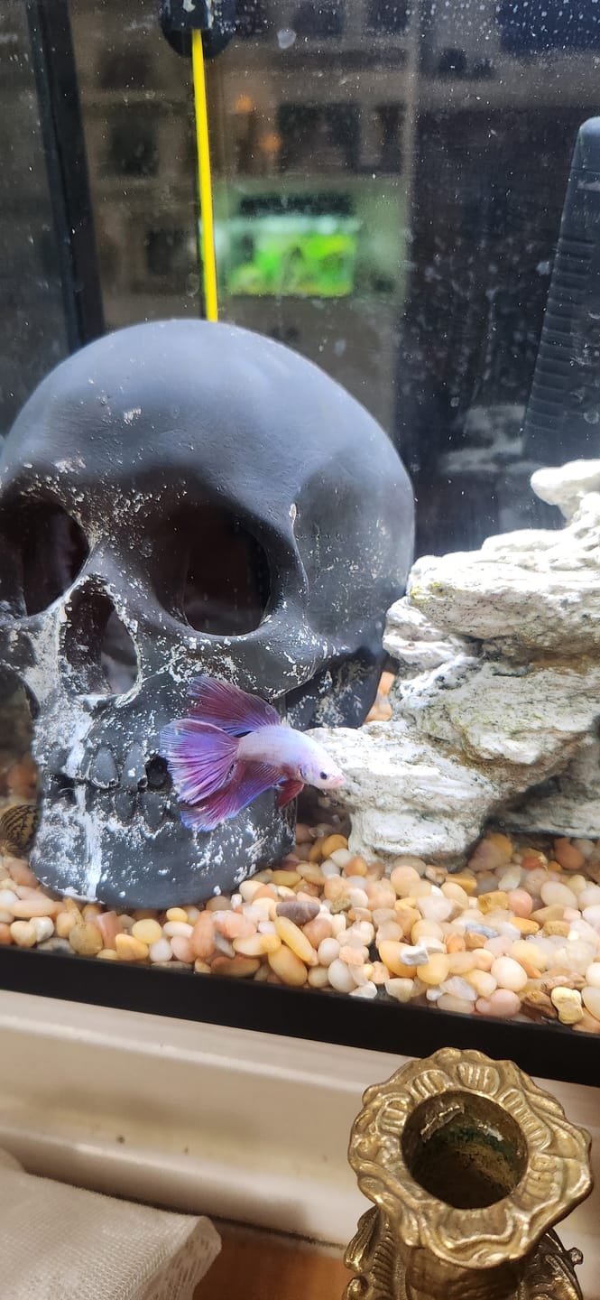 Customer photo review of Purple Halfmoon Male Betta Fish | Grower's Pick
