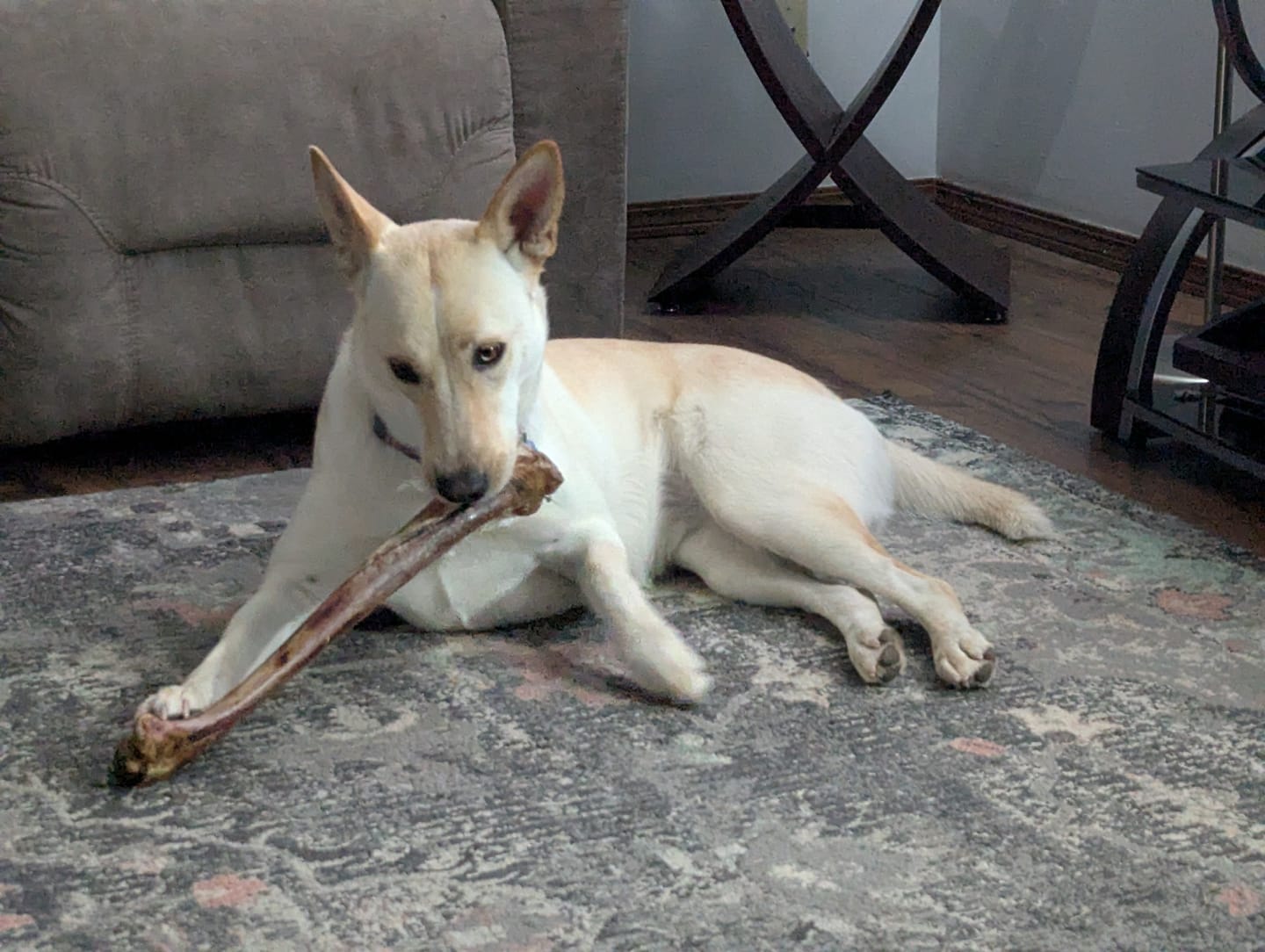 Customer photo review of Ostrich Long Bone (19" x 3.5"): The Ultimate Challenge for Medium, Large & Extra-Large Dogs