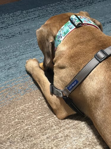 Customer's tan dog lies on the floor, chewing on a Long-Lasting Yak Chew.
