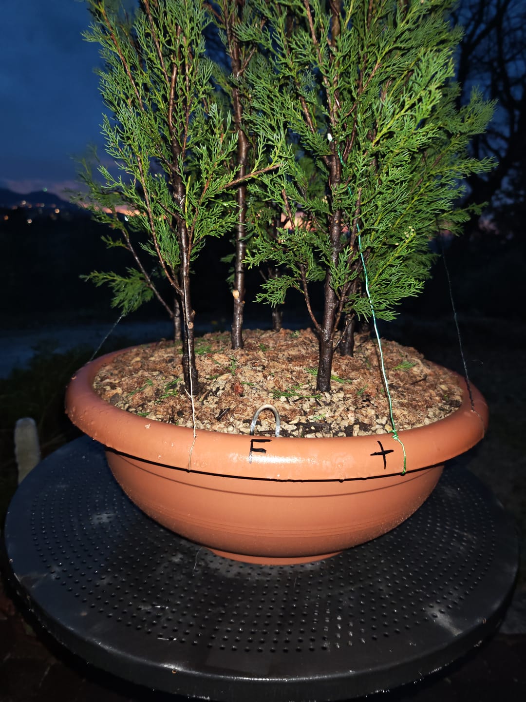Customer photo review of PRO CB® – Substrato Professionale per Bonsai
