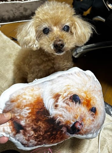 Customer photo review of 本物そっくり♪ペットクッション