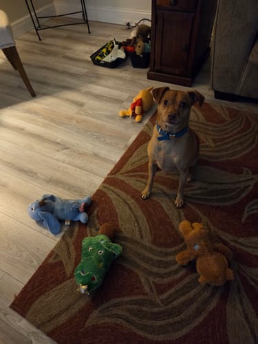 Customer photo review of Boneflex+ Collars Gold