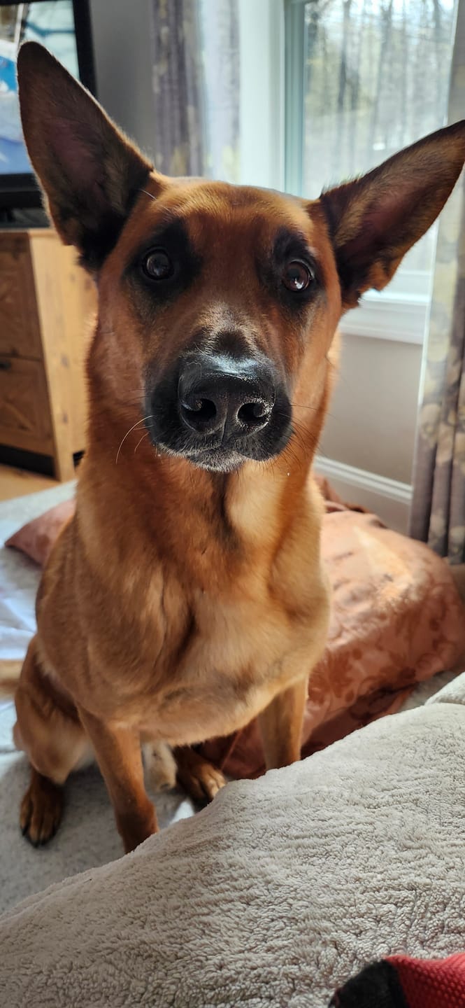 Customer photo review of 12 Inch Standard Bully Stick