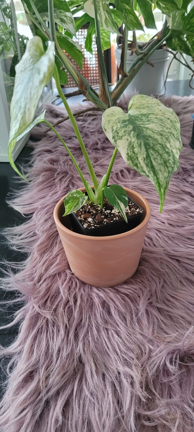 Customer photo review of MONSTERA DELICIOSA VARIEGATA MINT