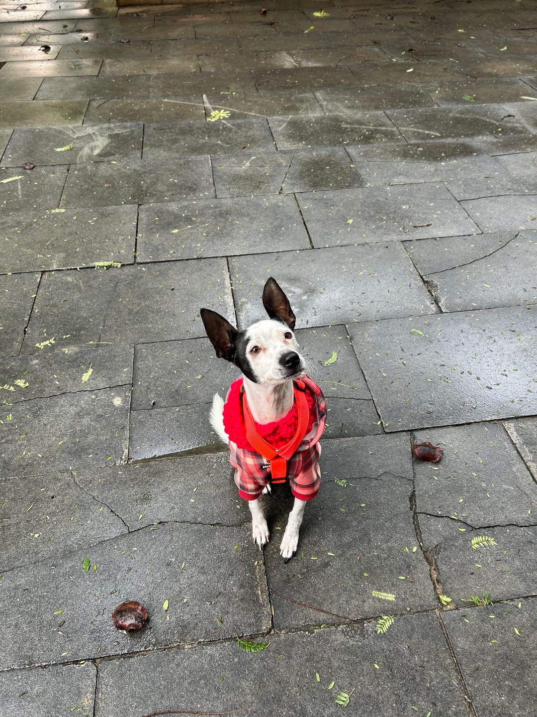 Customer photo review of Red Plaid Dog Hoodie