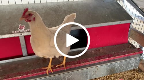 Customer video review of X-Large (72") Reversible Rollout Nest Box (Up to 75 Hens)