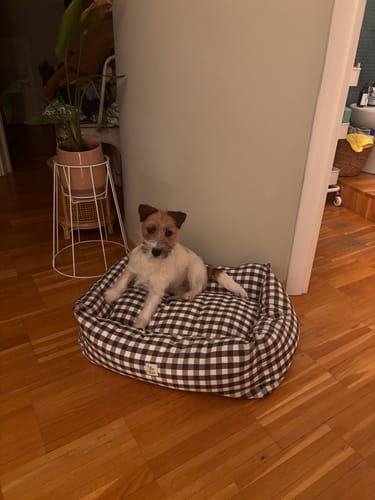 Customer photo review of Cover Divanetto Cotone Quadretto Marrone