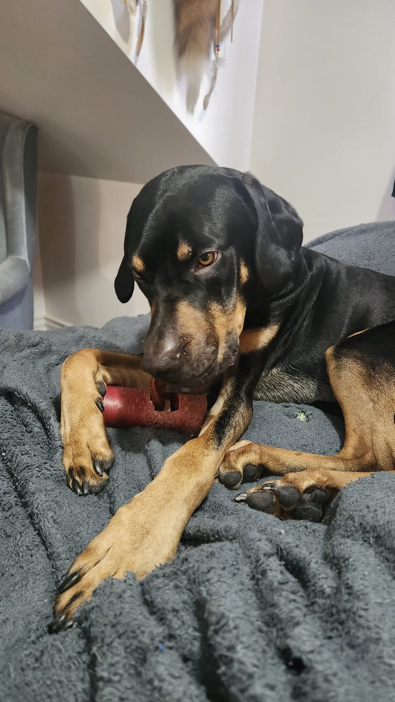 Customer photo review of 6 Inch Thick Braided Bully Stick