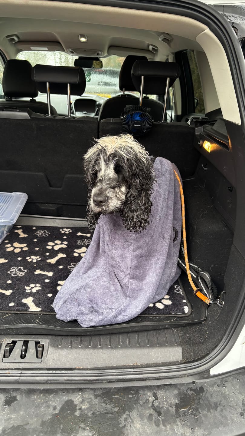 Customer photo review of Luxury Dog Drying Bag