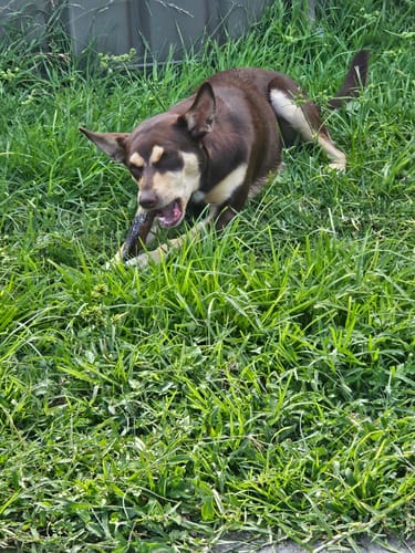 Customer photo review of Beef Pizzle (THICK & Long)